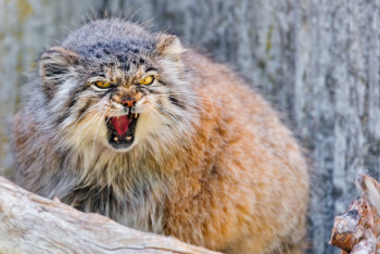 Редкий манул засняли фотоловушки в Катон-Карагайском нацпарке