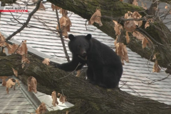 Фотография к новости: В Японии зафиксировано рекордное число жертв медвежьих нападений за 10 лет