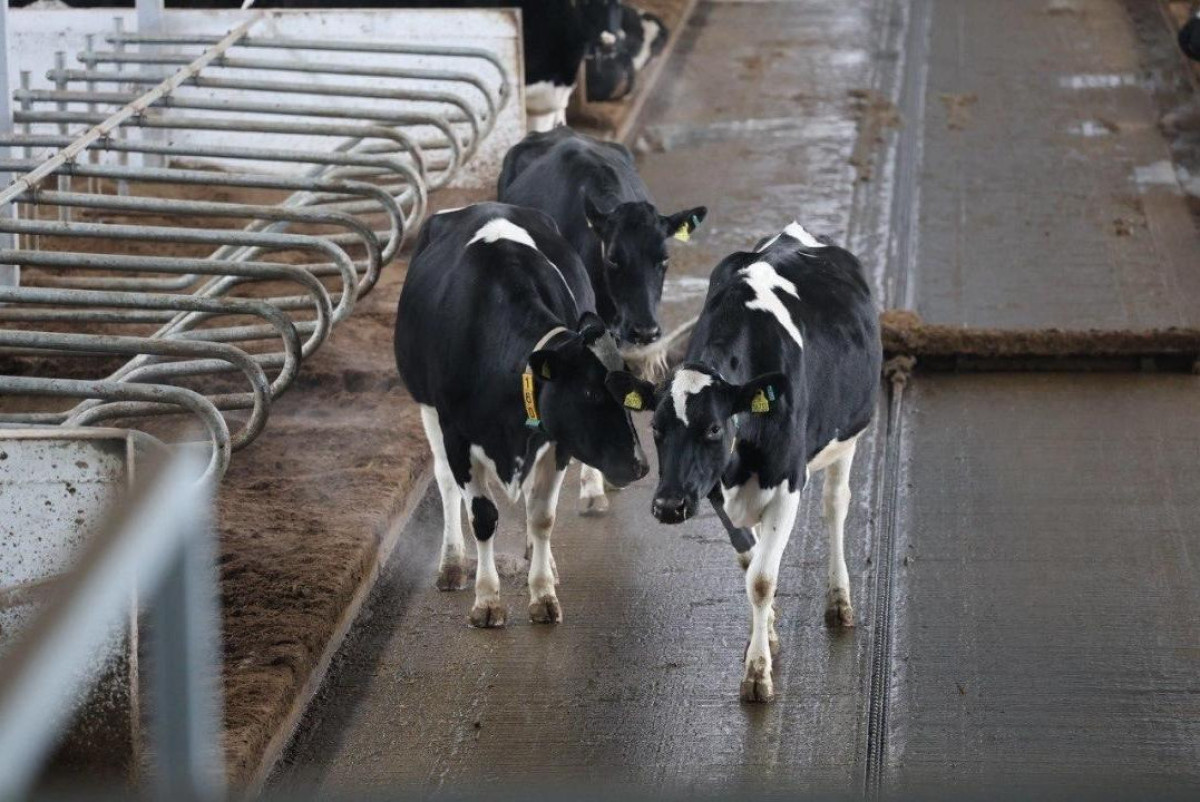 Роботы доят коров круглосуточно в Акмолинской области