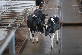 Фотография к новости: Роботы доят коров круглосуточно в Акмолинской области