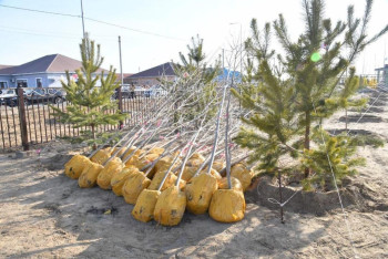 Фотография к новости: 4 тысячи молодых деревьев  высажено в Атырау в рамках кампании по озеленению
