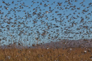 Казахстан утвердит соглашение СНГ по борьбе с нашествием саранчи