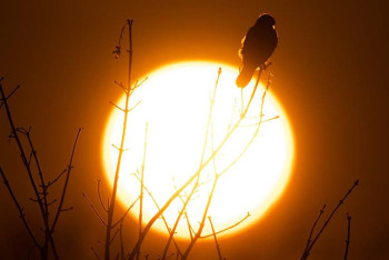 Фотография к новости: На Солнце зафиксирована мощная вспышка