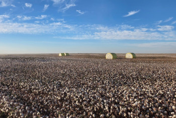 Фотография к новости: Китай инвестирует 200 млрд тенге в казахстанский хлопок
