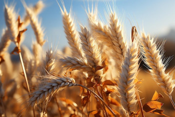 Фотография к новости: До 2028 года в АПК Казахстана введут проекты на 2,6 млрд долларов