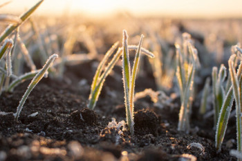 Фотография к новости: Зима пришла, а снега нет: какую поддержку окажут аграриям в Казахстане?