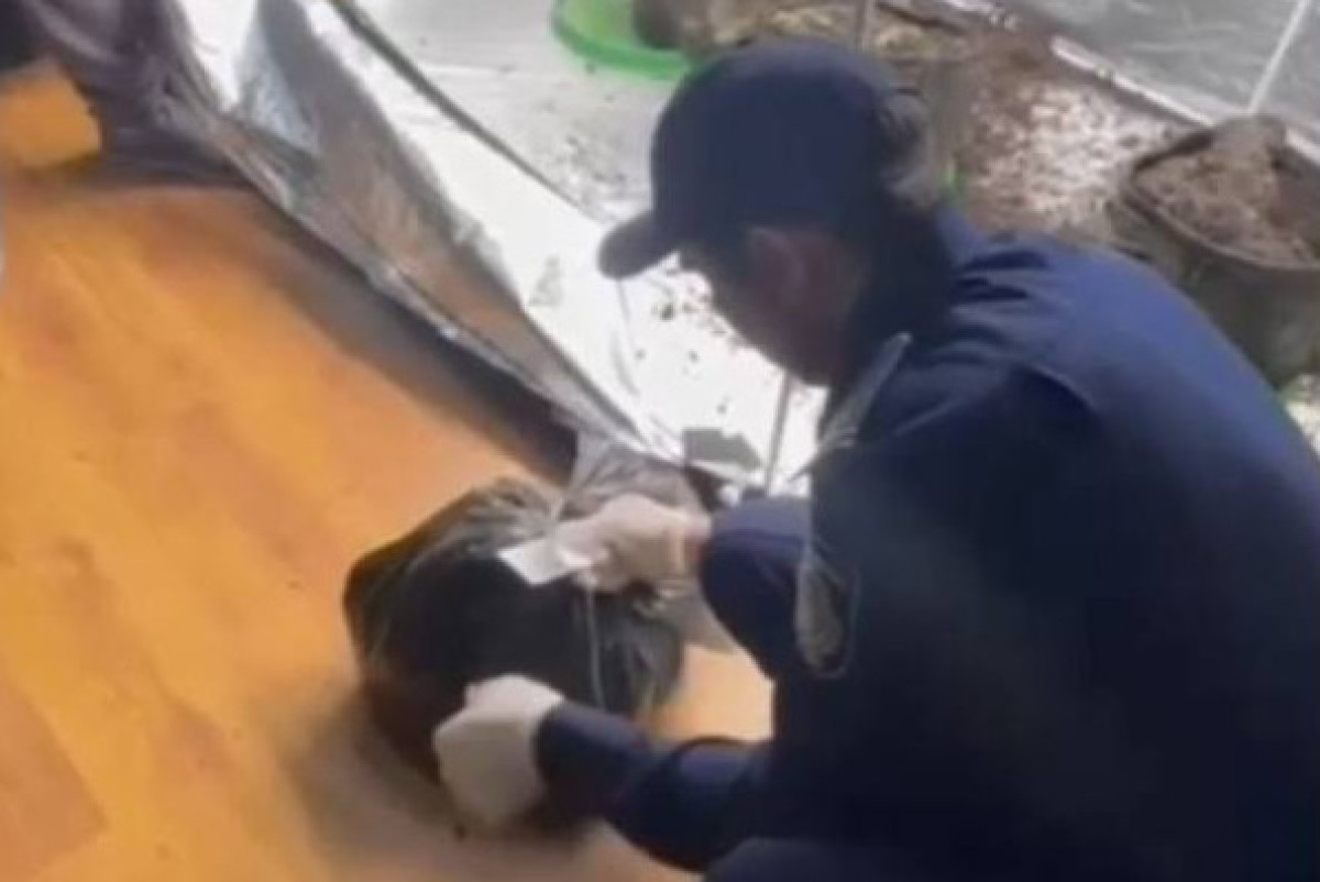 Казахстанец разбил в квартире наркоплантацию