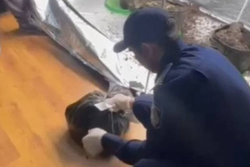 Фотография к новости: Казахстанец разбил в квартире наркоплантацию