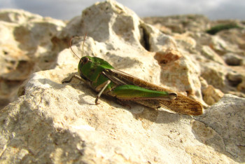 ФАО передала Казахстану оборудование для усиления борьбы с саранчой