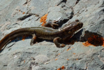 Фотография к новости: В Казахстане сократили перечень животных Красной книги