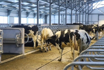 Фотография к новости: Новую молочно-товарную ферму на 1075 голов открыли в ВКО