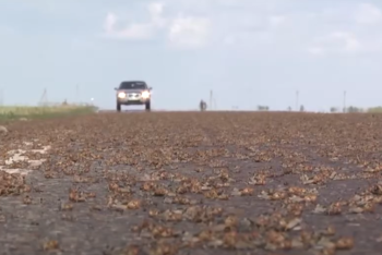 Фотография к новости: Стоит ли ожидать нашествие саранчи в Кызылординской области в следующем году