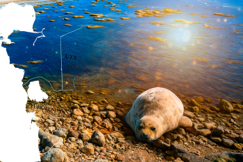 Фотография к новости: Массовая гибель каспийских тюленей в Мангистау продолжается