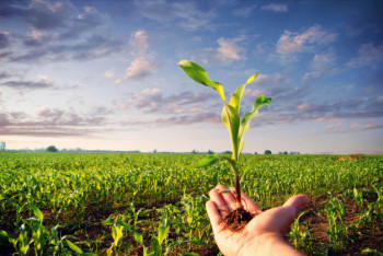 Фотография к новости: Казахстан завершил 2025 год с рекордными показателями в растениеводстве