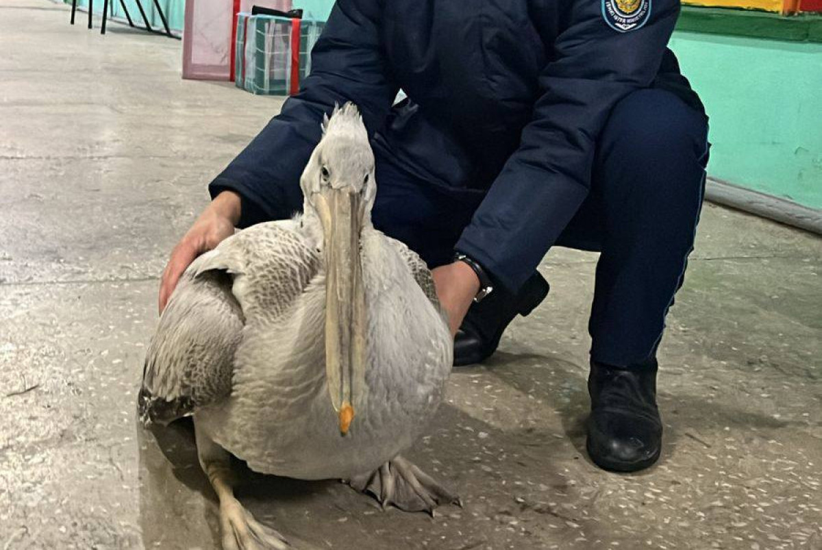 ДП области Абай