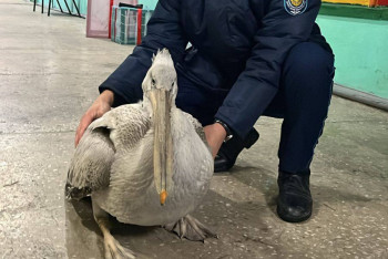 Фотография к новости: Жительница Семея спасла редкого краснокнижного пеликана