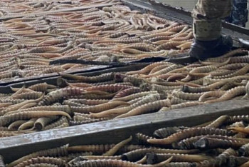 Фотография к новости: МВД Казахстана пресекло канал незаконной охоты и контрабанды дериватов сайги