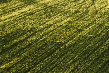 В Акмолинской области незаконно предоставленные в аренду сельхозземли возвращены государству