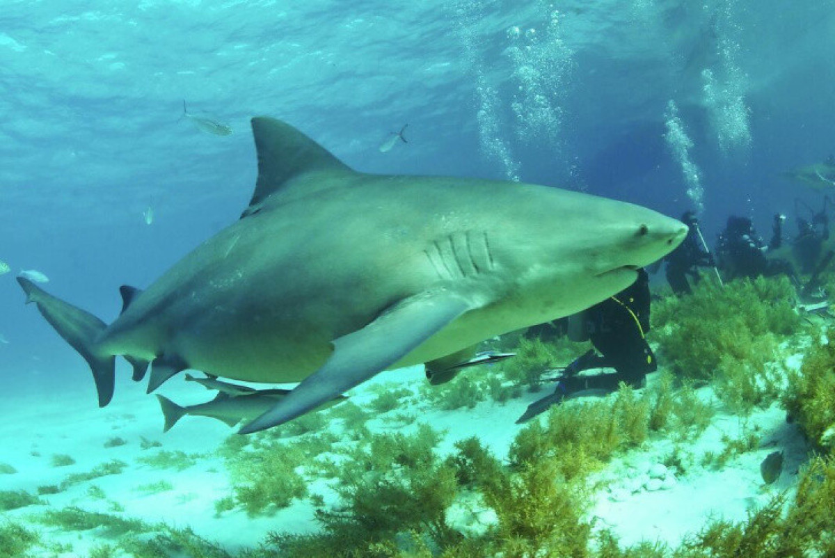 РИА "Новости"