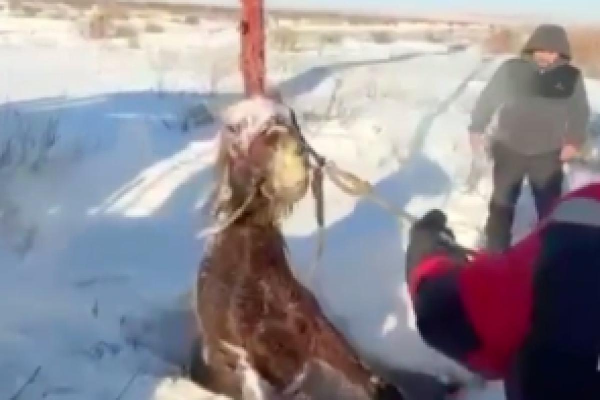 скриншот из видео