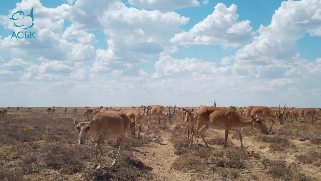 Фотоловушки зафиксировали сайгаков на юге Костанайской области