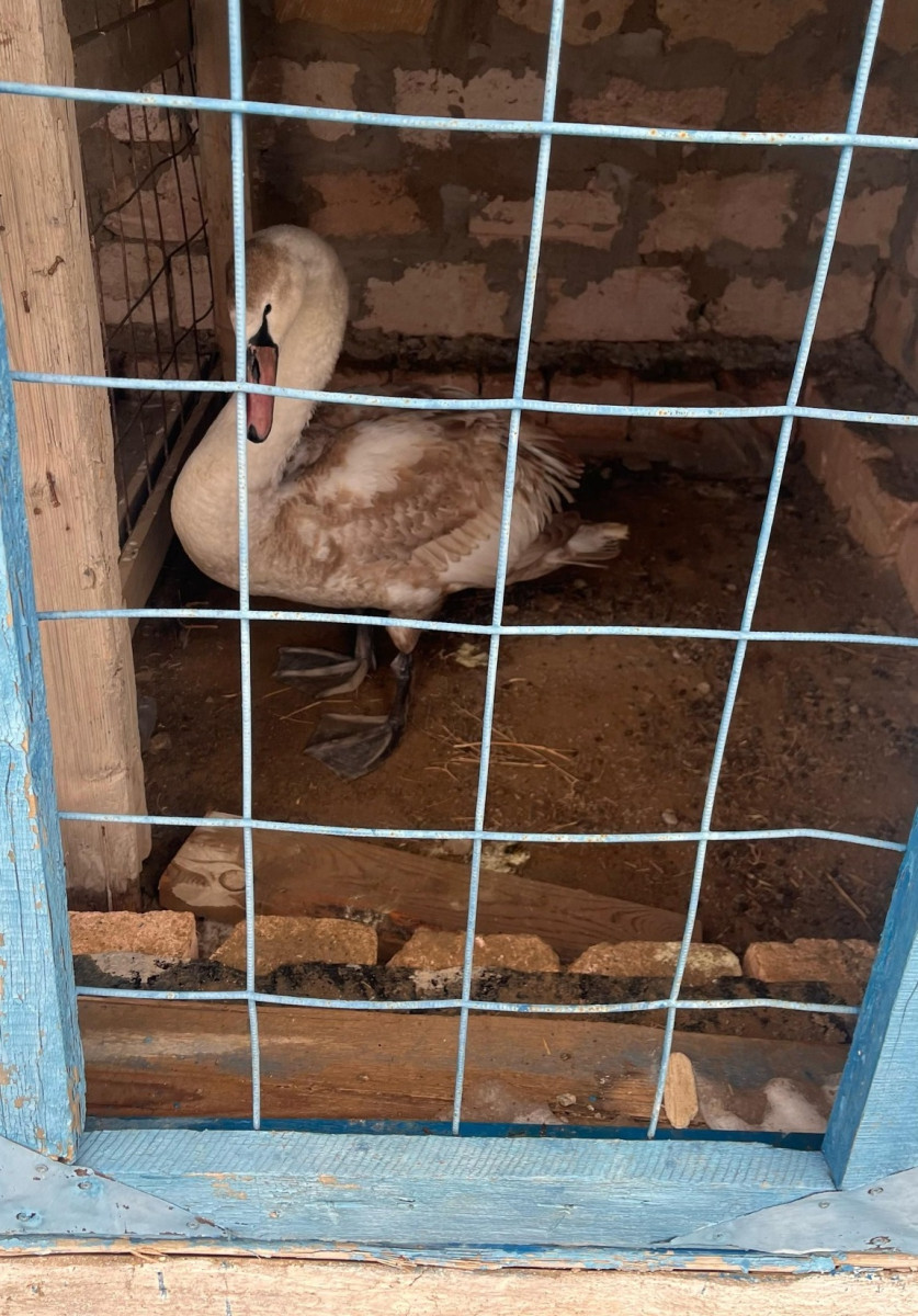 Лебедь в мангистау