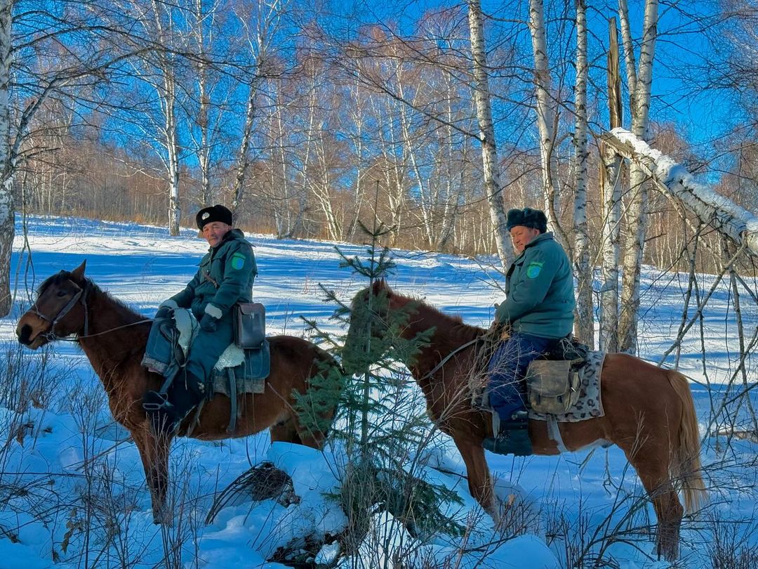 Катон-Карагай, охрана деревьев