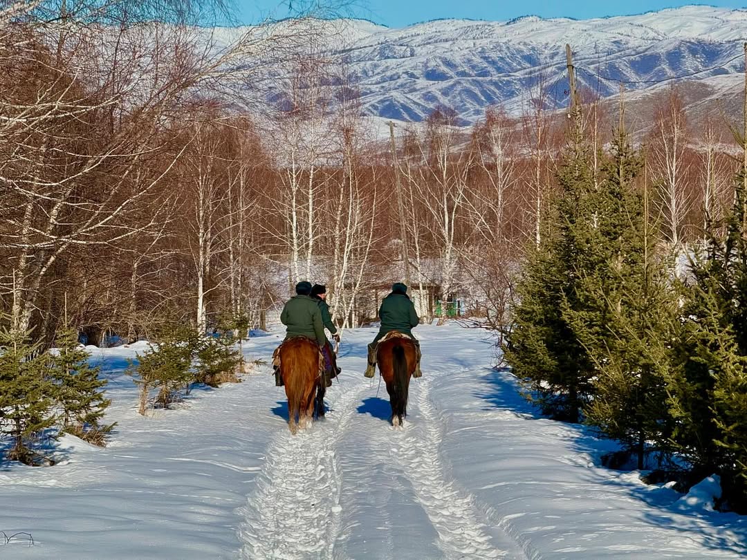 Ёлки на Новый год