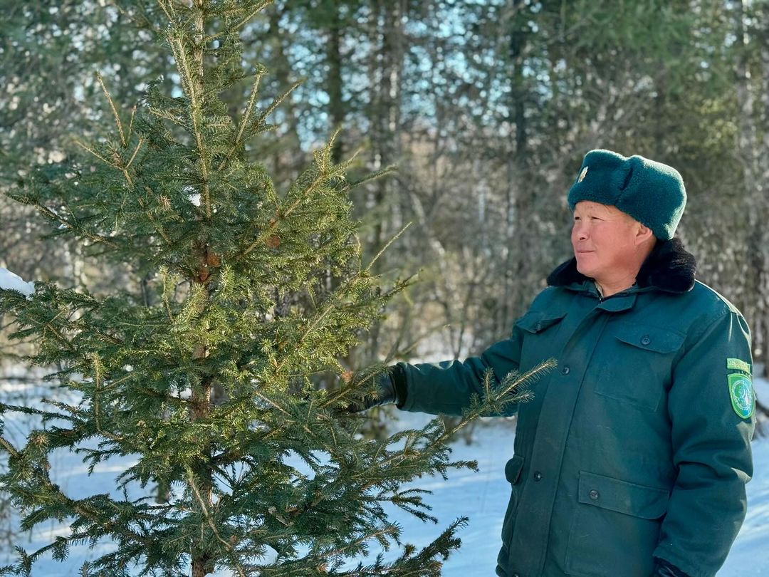 Вырубка елей и сосен в Катон-Карагае