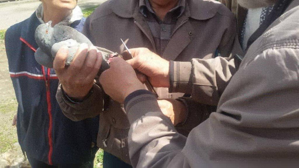 голубь голубь